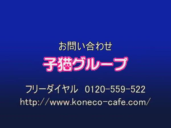 子猫カフェの求人PR動画